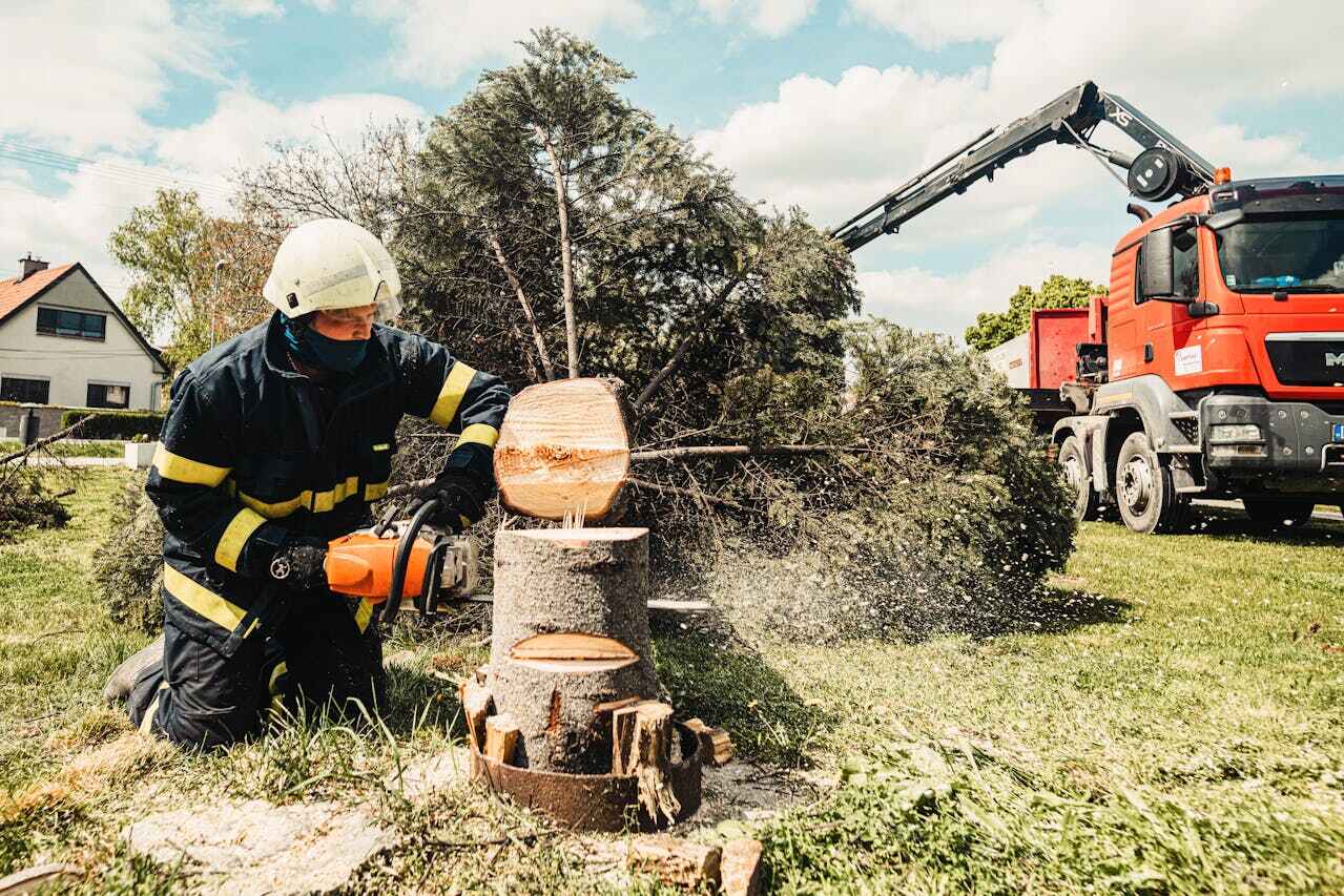 Tree Health Inspection in Crescent City, CA